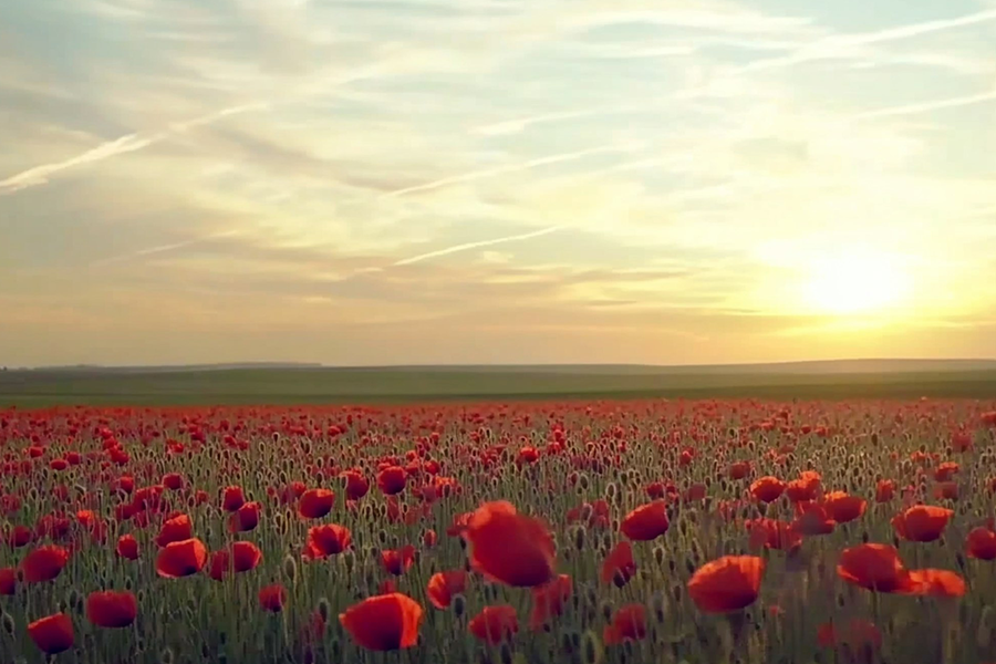 Poppies Remembrance Day